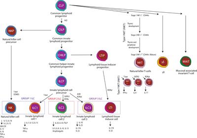 Innate lymphocytes: Role in alcohol-induced immune dysfunction